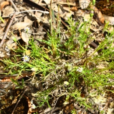 Vittadinia muelleri (Narrow-leafed New Holland Daisy) at Yarralumla, ACT - 13 Nov 2016 by Ratcliffe