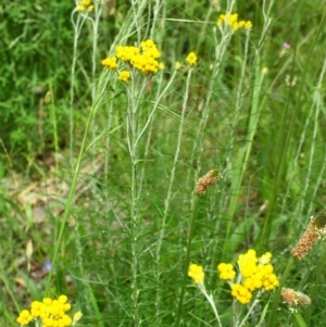 Chrysocephalum semipapposum at Yarralumla, ACT - 13 Nov 2016