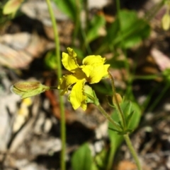 Velleia paradoxa (Spur Velleia) at Yarralumla, ACT - 13 Nov 2016 by Ratcliffe