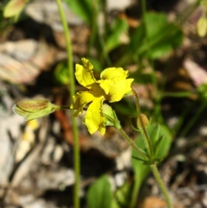 Goodenia paradoxa at Yarralumla, ACT - 13 Nov 2016