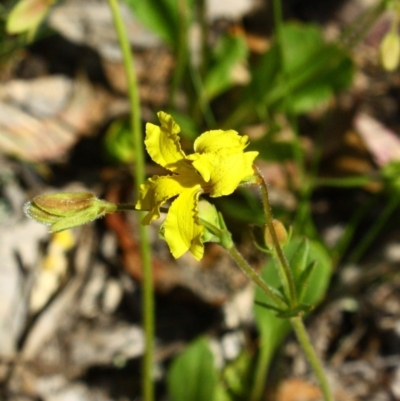 Velleia paradoxa (Spur Velleia) at Yarralumla, ACT - 13 Nov 2016 by Ratcliffe