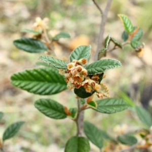 Pomaderris sp. at Yarralumla, ACT - 13 Nov 2016