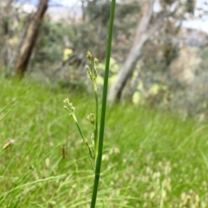 Juncus sp. at Yarralumla, ACT - 13 Nov 2016