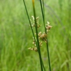 Juncus sp. at Yarralumla, ACT - 13 Nov 2016 02:42 PM