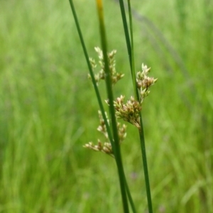 Juncus sp. at Yarralumla, ACT - 13 Nov 2016