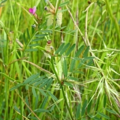 Vicia sativa subsp. nigra (Narrow-leaved Vetch) at Yarralumla, ACT - 13 Nov 2016 by Ratcliffe