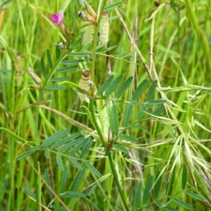 Vicia sativa subsp. nigra at Yarralumla, ACT - 13 Nov 2016