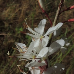 Oenothera lindheimeri (Clockweed) at Conder, ACT - 13 Nov 2016 by michaelb