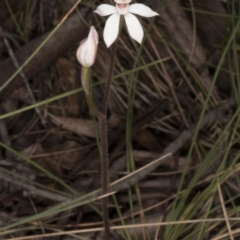 Caladenia alpina (Mountain Caps) at Cotter River, ACT - 13 Nov 2016 by DerekC