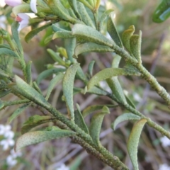 Philotheca trachyphylla at Banks, ACT - 14 Nov 2016 10:08 AM