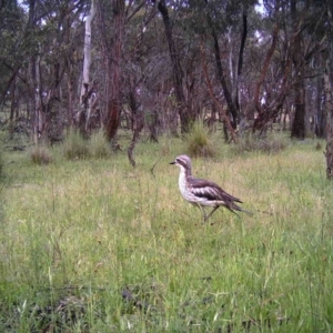 Burhinus grallarius at Gungahlin, ACT - 14 Nov 2016 12:00 AM