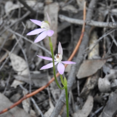 Caladenia carnea (Pink Fingers) at Burrinjuck, NSW - 28 Sep 2016 by RyuCallaway