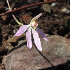 Caladenia carnea (Pink Fingers) at Burrinjuck, NSW - 28 Sep 2016 by RyuCallaway