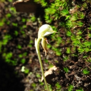 Oligochaetochilus aciculiformis at Burrinjuck, NSW - 28 Sep 2016