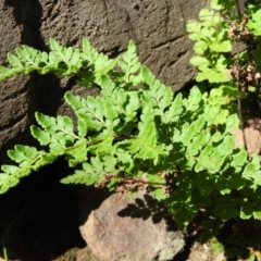 Cheilanthes austrotenuifolia (Rock Fern) at Burrinjuck, NSW - 28 Sep 2016 by RyuCallaway