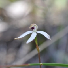 Caladenia cucullata (Lemon Caps) at Aranda, ACT - 6 Nov 2016 by catherine.gilbert