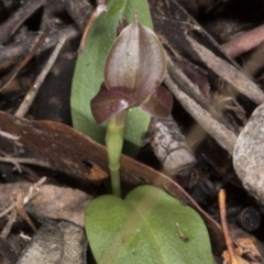 Chiloglottis valida (Large Bird Orchid) at Cotter River, ACT - 13 Nov 2016 by DerekC