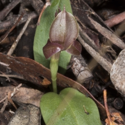 Chiloglottis valida (Large Bird Orchid) at Cotter River, ACT - 13 Nov 2016 by DerekC