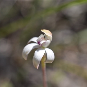 Caladenia moschata at Point 4010 - suppressed