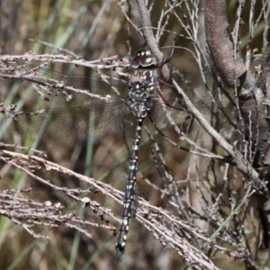 Austroaeschna multipunctata at Cotter River, ACT - 17 Jan 2016 12:26 PM