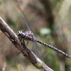 Austroaeschna multipunctata at Cotter River, ACT - 17 Jan 2016 12:26 PM