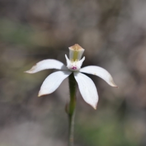 Caladenia moschata at Point 4010 - suppressed