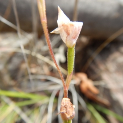 Caladenia moschata (Musky Caps) at Point 5810 - 14 Nov 2016 by MichaelMulvaney