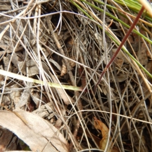 Caladenia moschata at Undefined Area - suppressed
