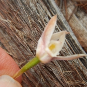 Caladenia moschata at Undefined Area - suppressed