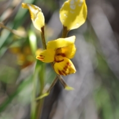 Diuris nigromontana (Black Mountain Leopard Orchid) at Aranda, ACT - 6 Nov 2016 by catherine.gilbert