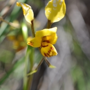 Diuris nigromontana at Point 4010 - suppressed