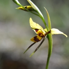 Diuris sulphurea (Tiger Orchid) at Point 4010 - 6 Nov 2016 by catherine.gilbert