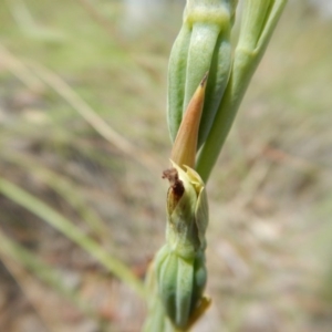 Calochilus platychilus at Undefined Area - suppressed