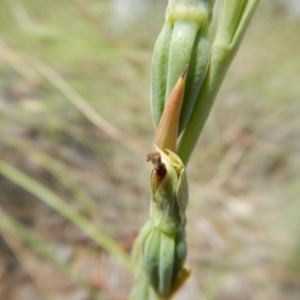 Calochilus platychilus at Point 5810 - suppressed