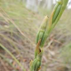 Calochilus platychilus at Undefined Area - suppressed