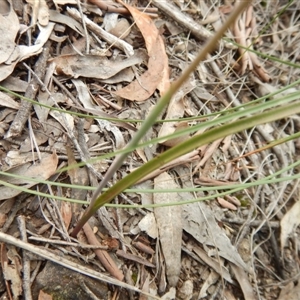 Calochilus platychilus at Point 5810 - suppressed