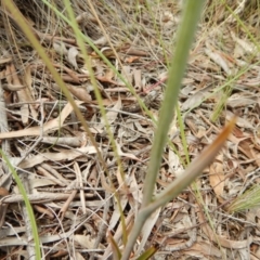 Calochilus platychilus at Undefined Area - suppressed