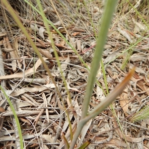 Calochilus platychilus at Point 5810 - suppressed