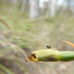 Calochilus platychilus at Point 5810 - suppressed