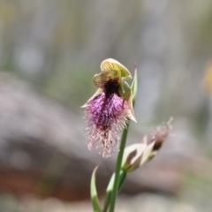 Calochilus platychilus (Purple Beard Orchid) at Point 4010 - 6 Nov 2016 by catherine.gilbert