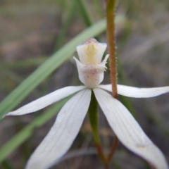 Caladenia moschata (Musky Caps) at Point 5810 - 14 Nov 2016 by MichaelMulvaney