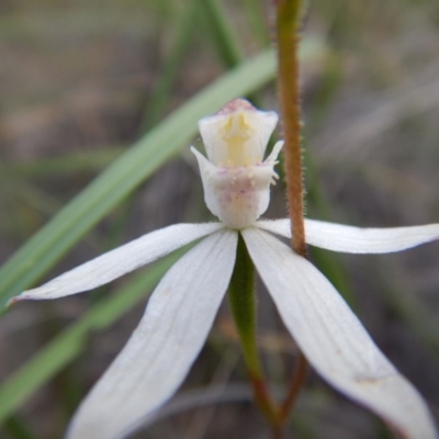 Caladenia moschata (Musky Caps) at Point 5810 - 14 Nov 2016 by MichaelMulvaney