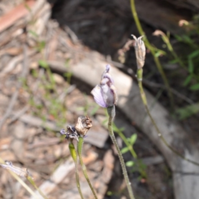 Glossodia major (Wax Lip Orchid) at Aranda, ACT - 6 Nov 2016 by catherine.gilbert