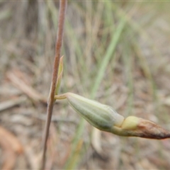 Thelymitra sp. at Point 5810 - suppressed