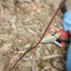 Thelymitra sp. at Point 5810 - suppressed