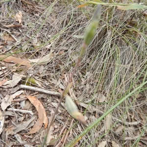 Thelymitra sp. at Point 5810 - suppressed