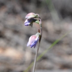 Thelymitra (Genus) (Sun Orchid) at Aranda, ACT - 6 Nov 2016 by catherine.gilbert