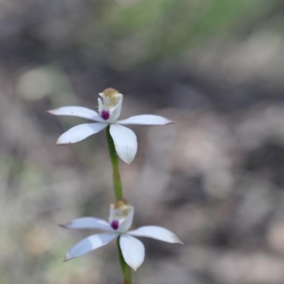 Caladenia moschata (Musky Caps) at Aranda, ACT - 6 Nov 2016 by catherine.gilbert