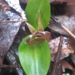 Chiloglottis valida (Large Bird Orchid) at Cotter River, ACT - 13 Nov 2016 by DerekC