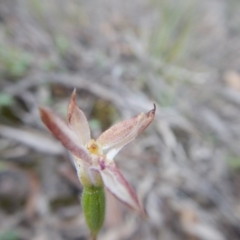 Caladenia sp. (A Caladenia) at Point 5802 - 14 Nov 2016 by MichaelMulvaney